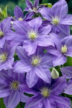 Lady Northcliffe Clematis - 1 Gallon Pot -Plant Shop clematis lady northcliffe 2