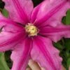 Liberation Clematis - 1 Gallon Pot -Plant Shop clematis liberation 5