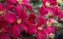 Madame Julia Correvon Clematis - 1 Gallon Pot -Plant Shop clematis madame julia correvon 13