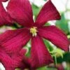 Madame Julia Correvon Clematis - 1 Gallon Pot -Plant Shop clematis madame julia correvon 14