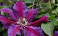 Mrs. Norman Thompson Clematis - 1 Gallon Pot 13 Mrs. Norman Thompson Clematis - 1 Gallon Pot -Plant Shop clematis mrs n thompson 1