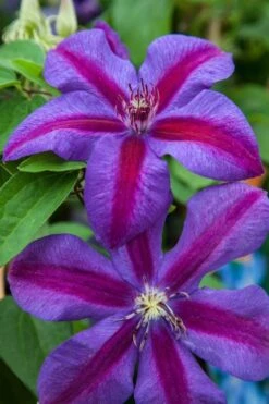Mrs. Norman Thompson Clematis - 1 Gallon Pot 14 Mrs. Norman Thompson Clematis - 1 Gallon Pot -Plant Shop clematis mrs n thompson 7