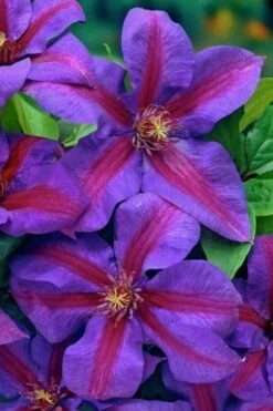 Mrs. Norman Thompson Clematis - 1 Gallon Pot 15 Mrs. Norman Thompson Clematis - 1 Gallon Pot -Plant Shop clematis mrs norman thompson 20
