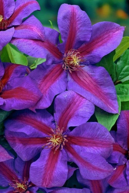 Mrs. Norman Thompson Clematis - 1 Gallon Pot 8 Mrs. Norman Thompson Clematis - 1 Gallon Pot - Image 6