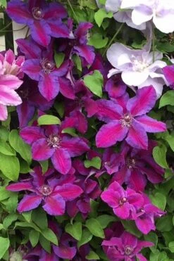 Mrs. Norman Thompson Clematis - 1 Gallon Pot 16 Mrs. Norman Thompson Clematis - 1 Gallon Pot -Plant Shop clematis mrs norman thompson 25