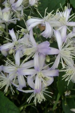 Mrs. Robert Brydon Clematis - 1 Gallon Pot -Plant Shop clematis mrs robert brydon 3