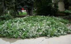 Mrs. Robert Brydon Clematis - 1 Gallon Pot -Plant Shop clematis mrs robert brydon 4