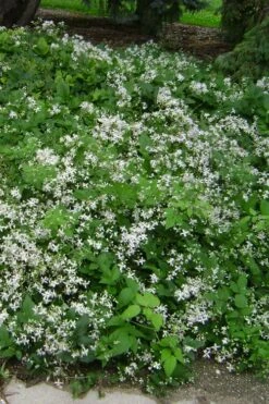 Mrs. Robert Brydon Clematis - 1 Gallon Pot -Plant Shop clematis mrs robert brydon 6