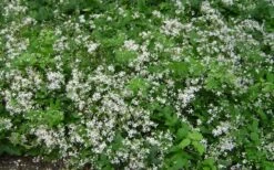 Mrs. Robert Brydon Clematis - 1 Gallon Pot -Plant Shop clematis mrs robert brydon 7