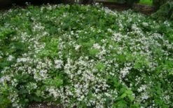 Mrs. Robert Brydon Clematis - 1 Gallon Pot -Plant Shop clematis mrs robert brydon 8