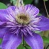 Multi Blue Clematis - 2 Gallon Pot -Plant Shop clematis multi blue 1