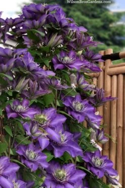 Multi Blue Clematis - 1 Gallon Pot -Plant Shop clematis multi blue 3 1
