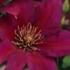 Picardy Clematis - 1 Gallon Pot -Plant Shop clematis picardy 7