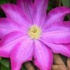 Pink Champagne Clematis - 1 Gallon Pot -Plant Shop clematis pink champagne 10