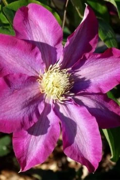Pink Champagne Clematis - 1 Gallon Pot -Plant Shop clematis pink champagne 2