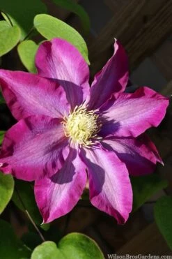 Pink Champagne Clematis - 1 Gallon Pot -Plant Shop clematis pink champagne