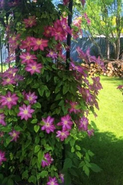 Pink Champagne Clematis - 1 Gallon Pot -Plant Shop clematis pink champagne 4