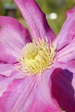 Pink Champagne Clematis - 1 Gallon Pot -Plant Shop clematis pink champagne 6