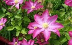 Pink Champagne Clematis - 1 Gallon Pot -Plant Shop clematis pink champagne 8