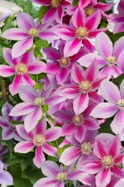 Poseidon Clematis - 1 Gallon Pot -Plant Shop clematis poseidon 11