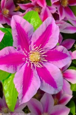 Poseidon Clematis - 1 Gallon Pot -Plant Shop clematis poseidon 12