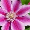 Poseidon Clematis - 1 Gallon Pot -Plant Shop clematis poseidon 8