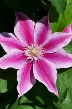 Poseidon Clematis - 1 Gallon Pot -Plant Shop clematis poseidon 9