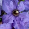Ramona Clematis - 1 Gallon Pot -Plant Shop clematis ramona 19