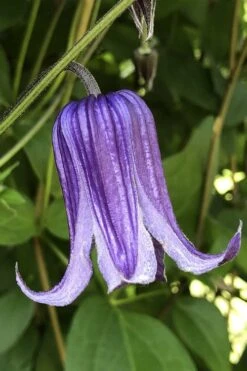 Roguchi Clematis - 1 Gallon Pot -Plant Shop clematis roguchi 10