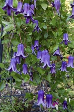 Roguchi Clematis - 1 Gallon Pot -Plant Shop clematis roguchi 11