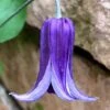 Roguchi Clematis - 1 Gallon Pot -Plant Shop clematis roguchi 16