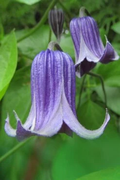 Roguchi Clematis - 1 Gallon Pot -Plant Shop clematis roguchi 6