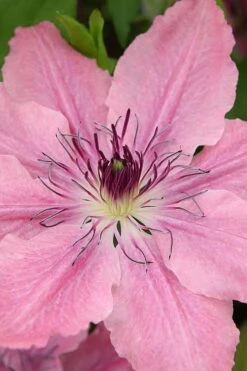 Sarah Elizabeth Clematis - 1 Gallon Pot -Plant Shop clematis sarah elizabeth 3