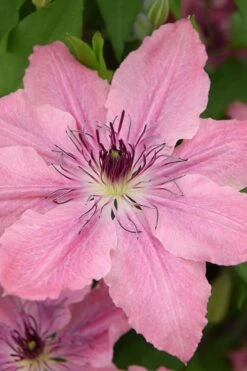 Sarah Elizabeth Clematis - 1 Gallon Pot -Plant Shop clematis sarah elizabeth 4