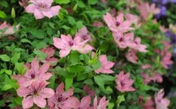 Sarah Elizabeth Clematis - 1 Gallon Pot -Plant Shop clematis sarah elizabeth 5
