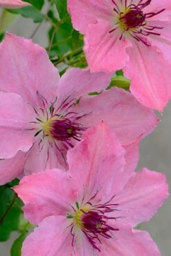 Sarah Elizabeth Clematis - 1 Gallon Pot -Plant Shop clematis sarah elizabeth 7