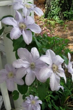 Silver Moon Clematis - 1 Gallon Pot -Plant Shop clematis silver moon 3