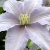 Silver Moon Clematis - 1 Gallon Pot -Plant Shop clematis silver moon 6