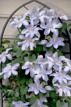 Silver Moon Clematis - 1 Gallon Pot -Plant Shop clematis silver moon 7