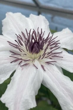 Snow Queen Clematis - 1 Gallon Pot -Plant Shop clematis snow queen 5
