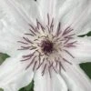 Snow Queen Clematis - 1 Gallon Pot -Plant Shop clematis snow queen 6