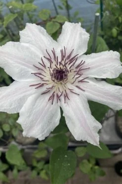 Snow Queen Clematis - 1 Gallon Pot -Plant Shop clematis snow queen 7