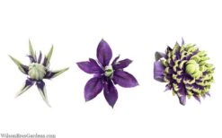 Taiga Clematis - 2 Gallon Pot -Plant Shop clematis taiga 24