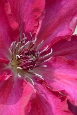 Garland Tekla Clematis - 1 Gallon Pot 10 Garland Tekla Clematis - 1 Gallon Pot -Plant Shop clematis tekla 1