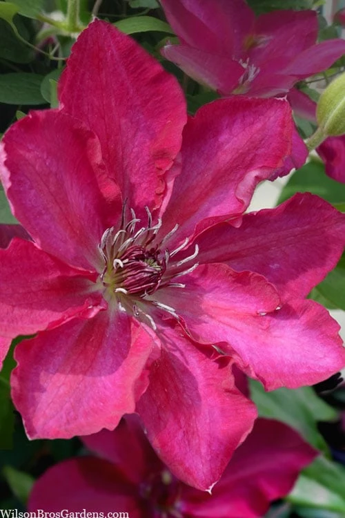 Garland Tekla Clematis - 1 Gallon Pot 3 Garland Tekla Clematis - 1 Gallon Pot