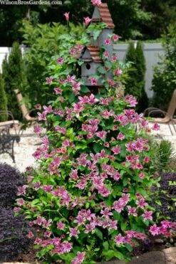 Duchess Of Albany Clematis - 1 Gallon Pot -Plant Shop clematis texensis duchess of albany 15