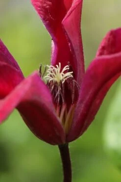 Gravetye Beauty Clematis - 1 Gallon Pot -Plant Shop clematis texensis gravetye beauty 1