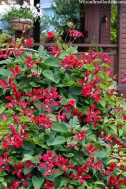 Gravetye Beauty Clematis - 1 Gallon Pot -Plant Shop clematis texensis gravetye beauty 10