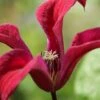 Gravetye Beauty Clematis - 1 Gallon Pot -Plant Shop clematis texensis gravetye beauty 2