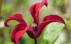Gravetye Beauty Clematis - 1 Gallon Pot -Plant Shop clematis texensis gravetye beauty 4